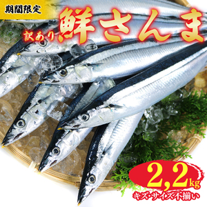 [期間限定] 訳あり 鮮さんま 約2.2kg 冷蔵 サンマ 秋刀魚 旬 海鮮 魚貝類 魚介類 産地直送 新鮮さんま 魚 焼き魚 三陸さんま 岩手 さんま 大船渡市