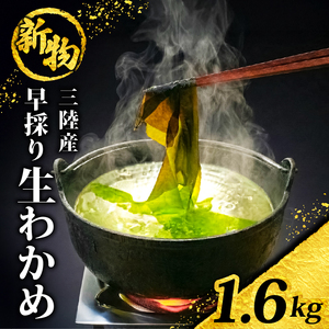 採れたて発送 早採り生わかめ 1.6kg(200g×8) わかめ