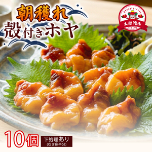 大船渡産 冷蔵 活ホヤ 10個 [下処理あり] 産地直送