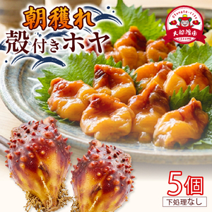 大船渡産 冷蔵 活 殻付きホヤ 5個 産地直送