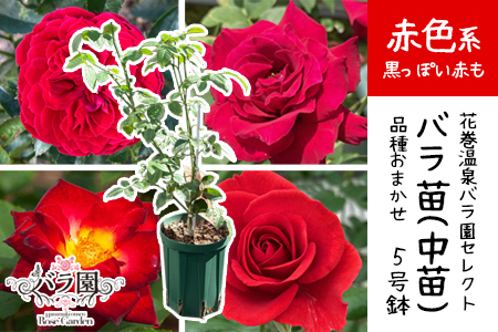 [色で選べる♪]花巻温泉バラ園で育った「バラ中苗」5号サイズ -赤-[1860]