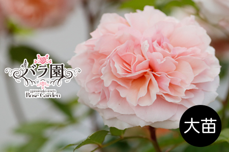 花巻温泉バラ園 オリジナル品種「ミラクルローズ90」 [2026年3月より順次発送][2280]