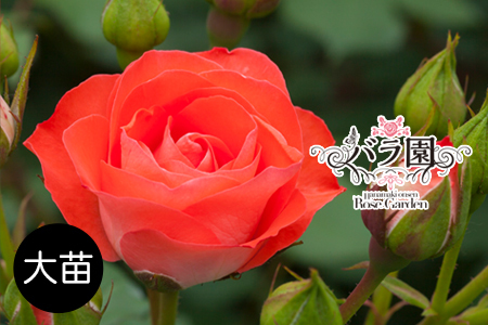 花巻温泉バラ園 オリジナル品種「花巻おとめ80」[2281]