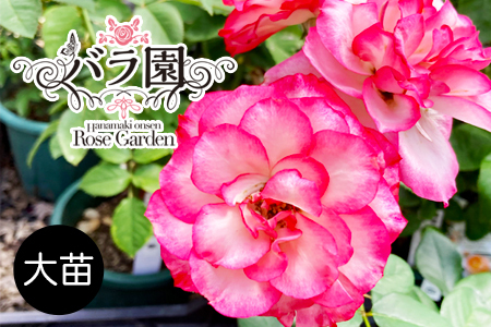 花巻温泉バラ園 オリジナル品種「ホリデー花巻」 [2026年3月より順次発送][2282]