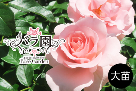 花巻温泉バラ園 オリジナル品種「オリンピアローズ2020」[2283]