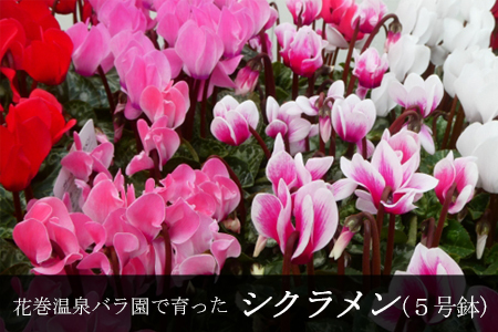 [色で選べる]花巻温泉バラ園で育てたシクラメン[2026年11月より順次発送]ピンク系[2279-2]