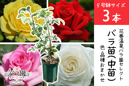 [3本セット]花巻温泉バラ園で育ったバラ中苗 5号サイズ
