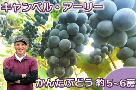 [9月発送/先行予約受付中]キャンベル・アーリー 約5~6房(かんたぶどう) [710]