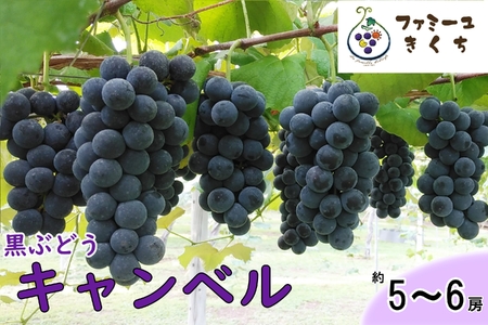 キャンベル・ソロ(約5〜6房) ぶどう [予約受付] [727]