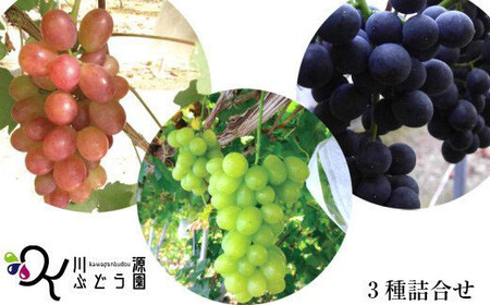 種なしぶどう おまかせミックス [3品種詰合せ](約3〜5房)[681]
