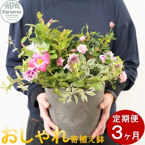 [定期便/3ヶ月]季節の寄せ鉢 岩手県 北上市 G0102 ( パルテール ) 花 観賞用 アレンジ プレゼント ギフト 誕生日 お祝い クリスマス 卒業 入学 バレンタインデー ホワイトデー 贈答 母の日 父の日 敬老の日 感謝 退院 快気祝い プロポーズ ご褒美 生花 季節の花 赤 白 黄色 ピンク オレンジ 青 紫 寄せ植え 鉢植え ガーデニング 庭 玄関 リビング 部屋 客間 オフィス 開店祝い 周年 退職 就職祝い 還暦 成人 記念日 