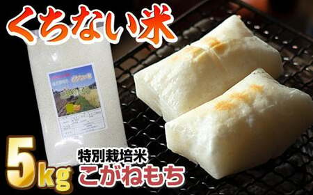 くちない米 ( こがねもち もち米 ) 5kg 【予約受付 令和8年産 10月下旬発送開始予定】 餅米 おもち お正月 東北のお米 産直 産地直送 岩手県 北上市 D0568 国産 東北 岩手 餅 米 こめ 産直 2026年 R8年 あぐり夢くちない 直売センター北上協同組合