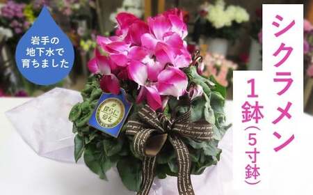 シクラメン 1鉢( 5寸鉢 )クリスマス 冬の花 鉢植え 6寸 1鉢 高品質 国内産 国産 花 生花 観賞 プレゼント 贈り物 ギフト 岩手県 北上市 舶来屋