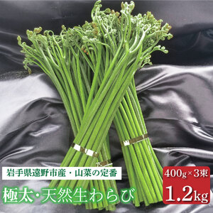 生わらび 極太 1.2kg 400g×3束 天然 岩手県 遠野市 産 ワラビ 山菜 田村りんご店 期間限定 数量限定 [ 先行予約 2026年5月上旬発送]