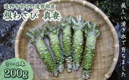 根わさび 真妻 200g (3〜4 本) [葵食品] 生産者直送 生 新鮮 岩手県 遠野市 特産 /刺身 お肉 ステーキ 薬味 わさび丼