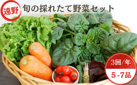 [ 3回 定期便 ] 旬 採れたて 野菜 詰め合わせ セット (5〜7品)ライトサイズ[こんたでぃーの遠野]岩手県 遠野市