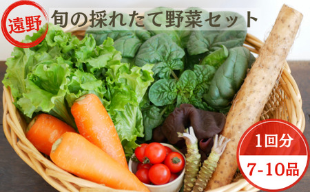旬の採れたて 野菜 の詰め合わせ セット (7〜10品) レギュラーサイズ [こんたでぃーの遠野] 岩手県 遠野市