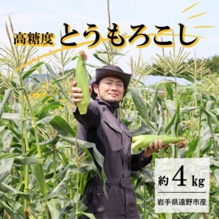 【先行予約】菊池一真の とうもろこし ゴールドラッシュ 約4kg 【2026年7月下旬～発送】【配送不可地域：離島】【1579764】
