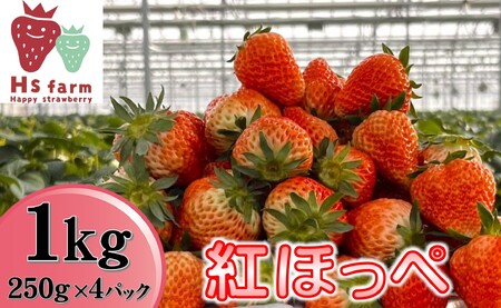 新鮮いちご〈品種：紅ほっぺ〉 1kg (250g×4パック)【数量限定 / 先行予約】 旬の時期に収穫してすぐ発送！ 【 訳あり いちご フルーツ 旬 小分け 人気 岩手 陸前高田 】2025年1月中旬頃から順次発送RT2507