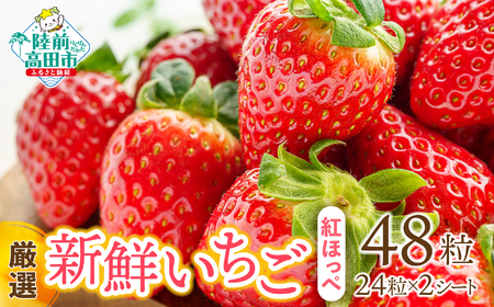 [厳選]新鮮いちご 紅ほっぺ 24粒×2シート フルーツ 旬 いちご