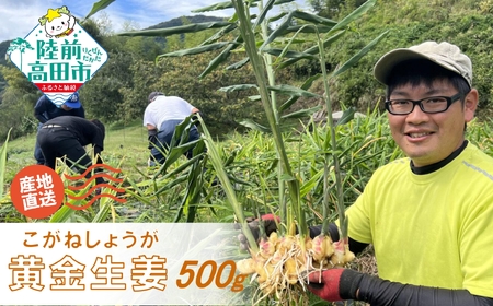 [先行予約] 陸前高田市産 黄金生姜 約500g [ ショウガ 産地直送 新鮮 料理 野菜 薬味 岩手県 陸前高田市 ]2025年10月から発送予定