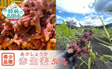 [先行予約] 希少品種 赤生姜 約500g [ ショウガ 産地直送 新鮮 料理 野菜 薬味 岩手県 陸前高田市 ]2025年10月から発送予定