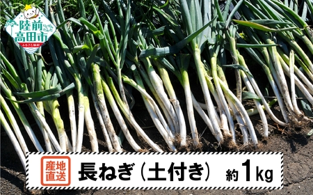 [先行予約] 長ねぎ(土付き) 約1kg [ ねぎ 長ネギ 白ねぎ 根深ねぎ 産地直送 新鮮 料理 野菜 岩手県 陸前高田市 ] 2025年11月下旬から発送予定