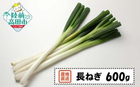 [先行予約] 長ねぎ 約600g 土を落として発送 すぐに使える [ ねぎ 長ネギ 白ねぎ 根深ねぎ 産地直送 新鮮 料理 野菜 岩手県 陸前高田市 ]