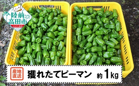 [先行予約] 苦みの少ない獲れたて新鮮ピーマン 約1kg [ 産地直送 料理 野菜 岩手県 陸前高田市 Farm Koganeyama ]2025年7月から発送予定