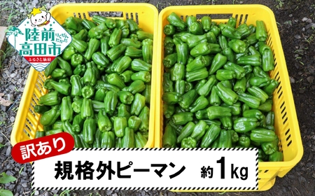 先行予約 ピーマン 約1kg 訳あり OR FN-SupportProject OR 増量 年末企画 訳あり FN-SupportProject 増量 年末企画 - 