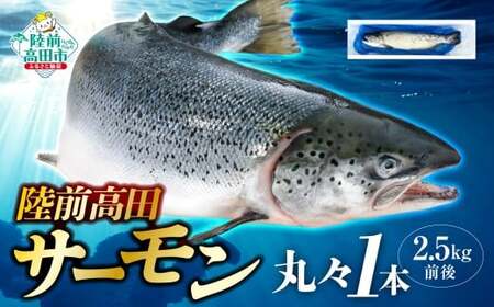 [先行予約] 陸前高田サーモン まるごと1本 約2.5kg前後 [ 鮭 さけ しゃけ サーモン ブランド 冷蔵 刺身 寿司 大容量 ]2026年5月中旬頃から発送予定