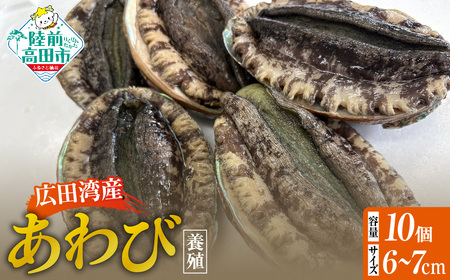肉厚! 広田湾産 養殖あわび 10個セット (殻長 6cm〜7cm) アワビ