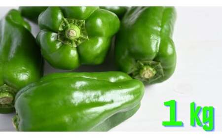 先行予約 農家直送! ピーマン 1kg 野菜 料理 ピーマン