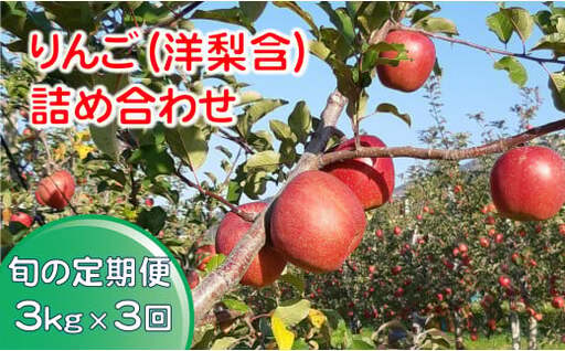 [先行予約 3回定期便]旬のりんご・洋梨セット 約3kg×3回お届け 品種おまかせ