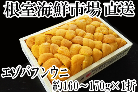 根室海鮮市場＜直送＞エゾバフンウニ(黄系)160～170g×1折 ＜12月8日決済分まで年内配送＞C-28039