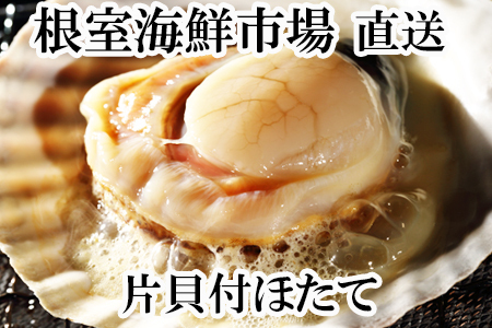 [1210ϕ܂ŔNz]ЊLق10 G-14044