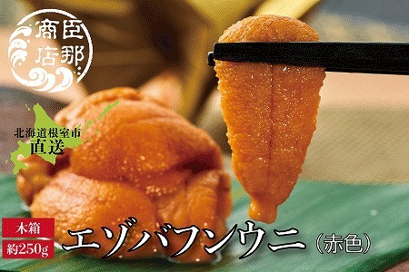 エゾバフンウニ(赤色)約250g×1折 F-22001