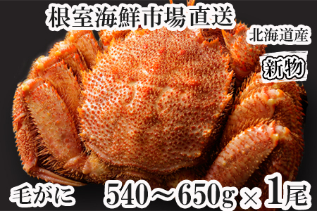 [1210ϕ܂ŔNz]{Cт540`650g×1 B-11120