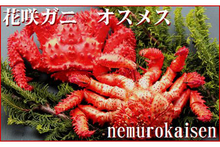 【北海道根室産】花咲ガニオスメス4～6尾(計4kg) D-57002