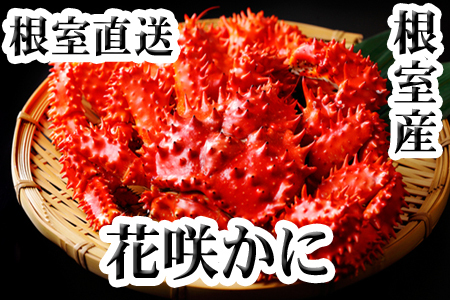 ykCYzԍ炩300`450g×6 C-36005