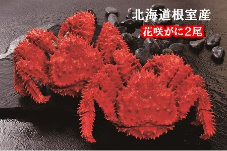 【北海道根室産】花咲がに500g×2尾 ＜12月18日決済分まで年内配送＞ B-01027