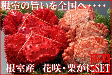 FA-19005 北海道根室産 花咲ガニとクリガニの食べ比べ4～5尾(計1.2kg前後)