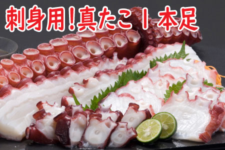 ＜12月22日決済分まで年内配送＞【北海道根室産】真たこ1本足 1～1.3kg A-19004