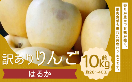 訳あり りんご(はるか) 約10kg /りんご 林檎 果物 くだもの フルーツ 岩手県産 [2024年12月下旬より発送開始]