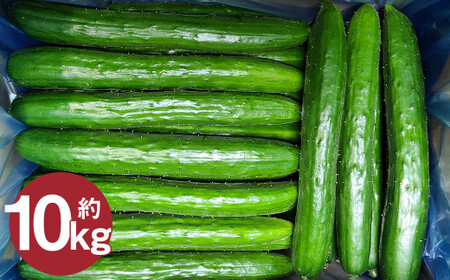 ���ɂ̂ւ��イ��y���I�i�E�`�i�z10kg�i5kg×2���j �y2026�N7�����{����2026�N9�����{�����\��z�^���イ�� �L���E�� �ӉZ ��� A�i �V�N �̂ꂽ�� ���� �Ė�� ������ �����p �M�t�g �{