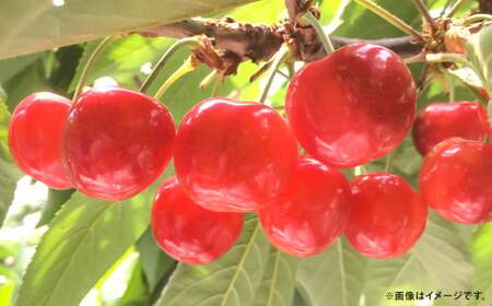 さくらんぼ 紅秀峰 約1kg (家庭用) [2025年7月上旬〜中旬発送予定]/ サクランボ チェリー 果物 果実 フルーツ 朝採れ 完熟 訳あり 岩手県 二戸市 冷蔵