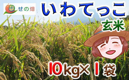 yߘa7NYz V 11{Jn\ Ă  10kg×1 ^ ̔   R    ͂ ܂ ɂ ٓ d  Yn _ƒ Pꌴ