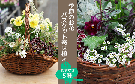 季節のお花 寄せ植え5種 バスケット入り / 生花 ギフト お祝い 彩花園