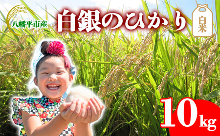 yߘa7NYz V 10{Jn\ ̂Ђ i141j  10kg ^ ̂   R     ͂  ɂ ٓ d  Yn