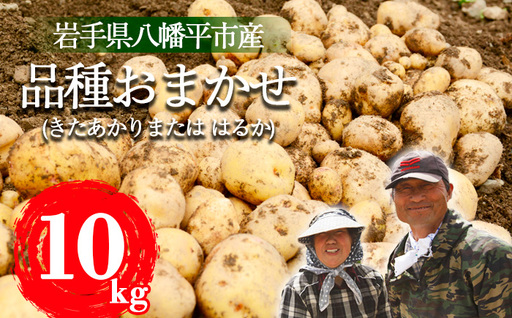 ＜2026年8月中旬発送開始予定＞ 岩手県産 じゃがいも 品種おまかせ （ きたあかり または はるか ） 10kg 【松浦農園】／ ジャガイモ じゃが芋 芋 いも お芋 おいも 馬鈴薯 ばれいしょ ポテト 農家直送 産地直送 野菜 お野菜 八幡平市産 期間限定 数量限定 季節限定 おすすめ オススメ